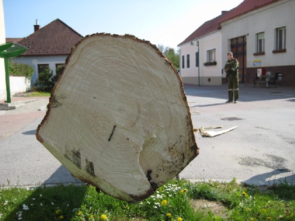 http://www.jormannsdorf.at/ff/bildergalerie/cache/vs_2008_04_26%20Maibaum_CANON%20106.jpg